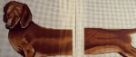 2-Part Dachshund Pillow Canvases Full Set